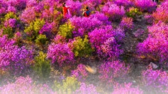 别再问春天去哪，答案就在吉林！