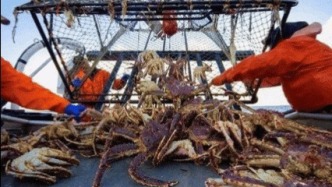 首创！帝王蟹“鲜味闪电战”又有新招