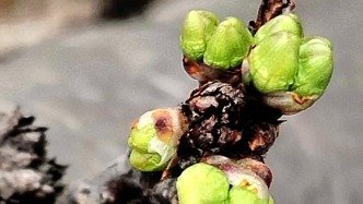 在長春，以五感和春天撞個滿懷