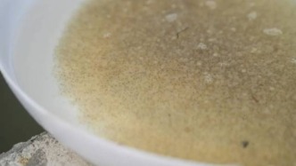 鼎湖这个地方今年预计要“产”200000000尾鳜鱼苗！