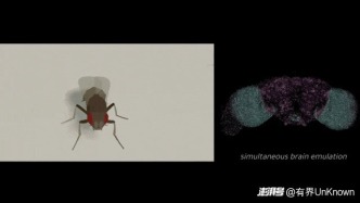 赛博果蝇活了，人类“数字永生”将成为现实？