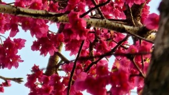 春的信使，把红色洒满了枝桠  