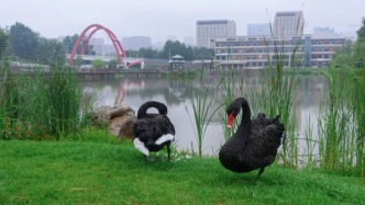 大工黑天鹅有话说！