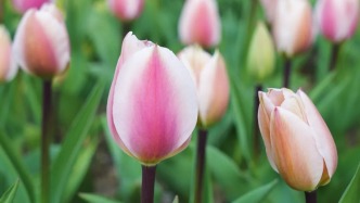 长岛公园郁金香渐次绽放