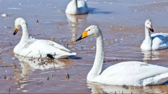 万鸟翔集！杭锦旗迎来春日盛景