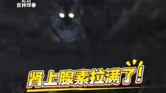 “扫到一个挺大的兽”，网民野外观鸟时意外碰到东北虎，距离仅100米左右