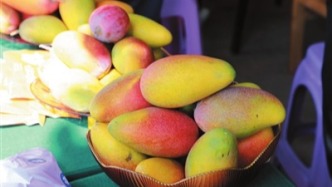 加快“走出去”“引進(jìn)來” 三亞芒果名揚(yáng)中外銷路廣