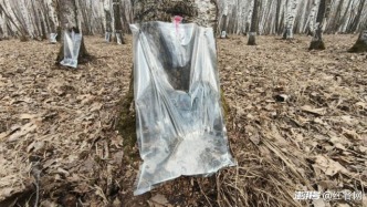 3·15还没有到，白桦树汁先“凉”了？