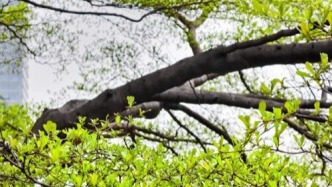 12-14日广东春暖春晴 早晚清凉