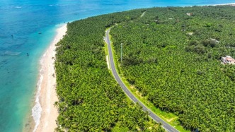 植樹(shù)節(jié)，讀懂海南的“兩樹(shù)一花”