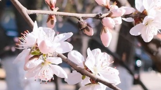 蘭大校園里的春天，總有一朵花為你綻放