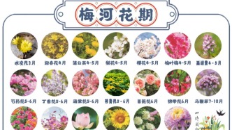 別錯過！梅河口花期指南來了