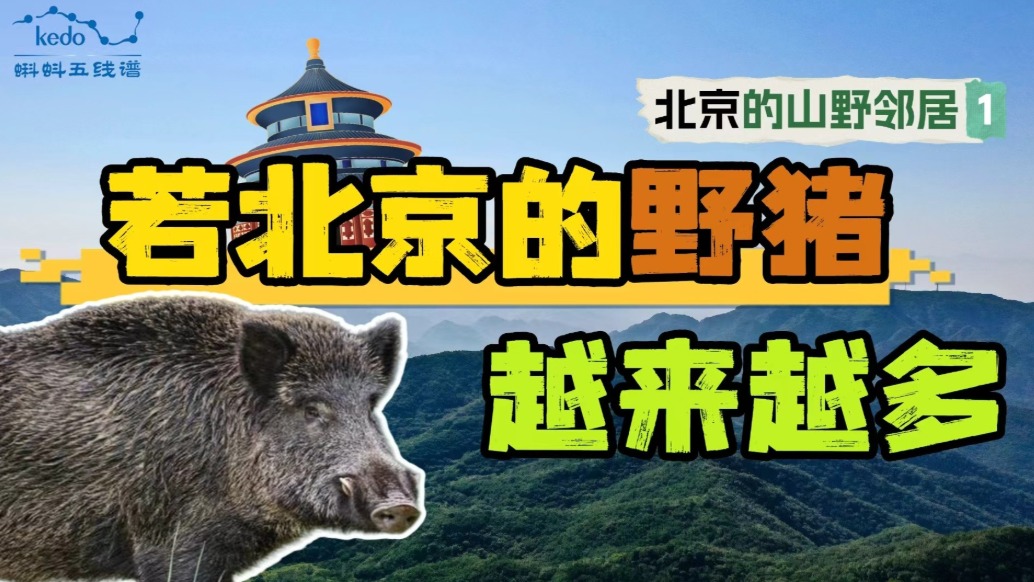 【北京山野的鄰居們】若北京的野豬越來越多