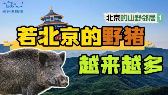 【北京山野的鄰居們】若北京的野豬越來越多