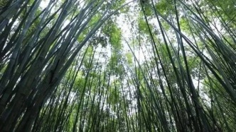 廣寧竹林收儲(chǔ)讓漫山翠浪變成 “錢(qián)袋子”