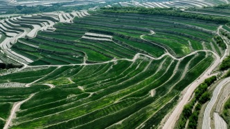 蘭州大學(xué)“旱地小麥新品種 繪就強(qiáng)村富民‘好錢(qián)景’”項(xiàng)目入選教育部直屬高校精準(zhǔn)幫扶典型項(xiàng)目