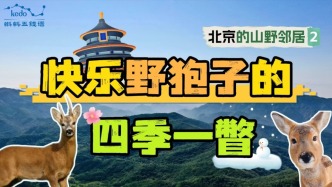 【北京山野的鄰居們】快樂野狍子的四季一瞥