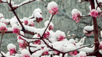 春雪映校園，靜候花開時！雪落蘭大，萬物清雅！