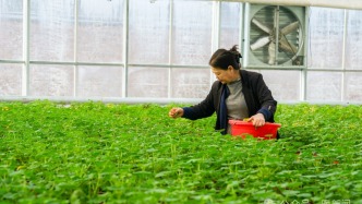 “五一”假期前后，180万株草花扮靓康巴什