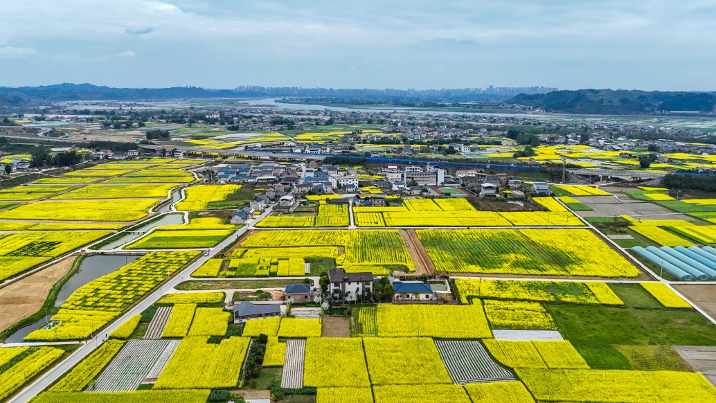潼南運(yùn)河畔的高廟村，油菜花開成海，遍地流金，田園阡陌相映如畫