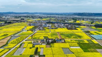 潼南運河畔的高廟村，油菜花開成海，遍地流金，田園阡陌相映如畫