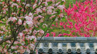花朝盛宴啟幕！濟(jì)南這幾個(gè)景區(qū)藏滿春日驚喜