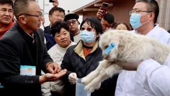 让羊绒更细更长！这项免费促绒“黑科技”落地鄂尔多斯