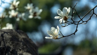 一亿像素锁住江南春色：富士GFX100‖ 园林实拍体验