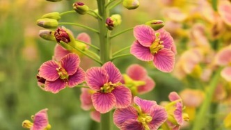 花色突破80種！江西農(nóng)大彩色油菜育種又有新突破