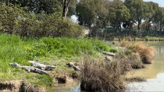 春回大地！湖州萬余條揚子鱷陸續(xù)出洞