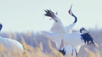 白城的春天在哪？看一眼向海就知道！