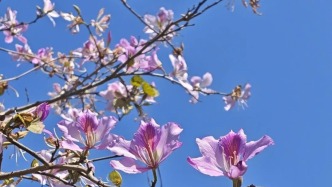 三月，來(lái)懷集洽水赴一場(chǎng)花事之約！