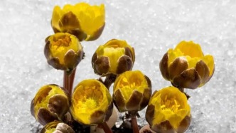 吉林早春驚艷彩蛋，全網都在盼！