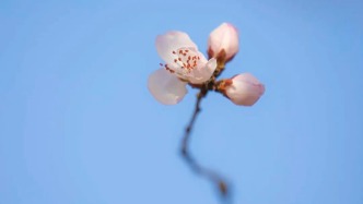 我與花海有個(gè)約丨在企業(yè)文化園赴一場春日浪漫