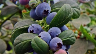 在廣州本地真的能夠培育出又脆又甜的優(yōu)質(zhì)藍(lán)莓嗎？一條視頻帶你解鎖“廣州藍(lán)莓”的科技逆襲之路。