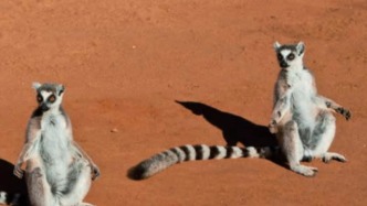 和非洲大陸分開(kāi)后，這座島的動(dòng)物徹底“不講武德”了 | 科學(xué)世界·自然
