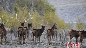 西藏山南白唇鹿江畔漫步 繪就和諧生態(tài)圖