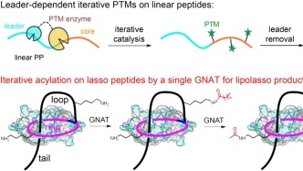 蘭州大學(xué)天然產(chǎn)物化學(xué)學(xué)科交叉團(tuán)隊(duì)NCB首次發(fā)現(xiàn)套索肽天然產(chǎn)物的迭代修飾