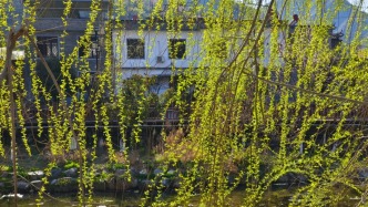 陜南平利：萬物始萌發(fā)，大地春無限