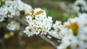 漢源梨花今又開(kāi)，萬(wàn)畝香雪迎客來(lái)！你不來(lái)看看嗎？