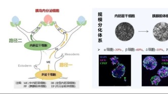 治療糖尿病，我國科學(xué)家取得新突破！