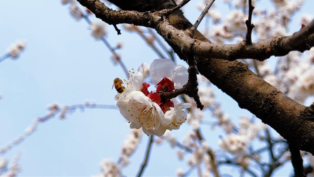 七里店 | 杏花如雪，春色正好！