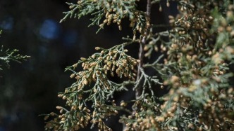 喷嚏鼻涕不断、眼睛又痒又肿……花粉过敏可提前用药预防！