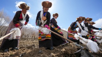 開春禮贊——西藏農(nóng)區(qū)春耕儀式見聞