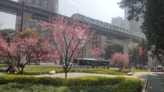 重慶：美人梅迎春綻放，市民樂享春天之約