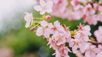 桃花節(jié)開(kāi)幕倒計(jì)時(shí)！粉染浦東，赴一場(chǎng)春日之約