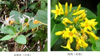 易“撞脸”！要中毒！这些野菜吃不得！重庆正大量出现