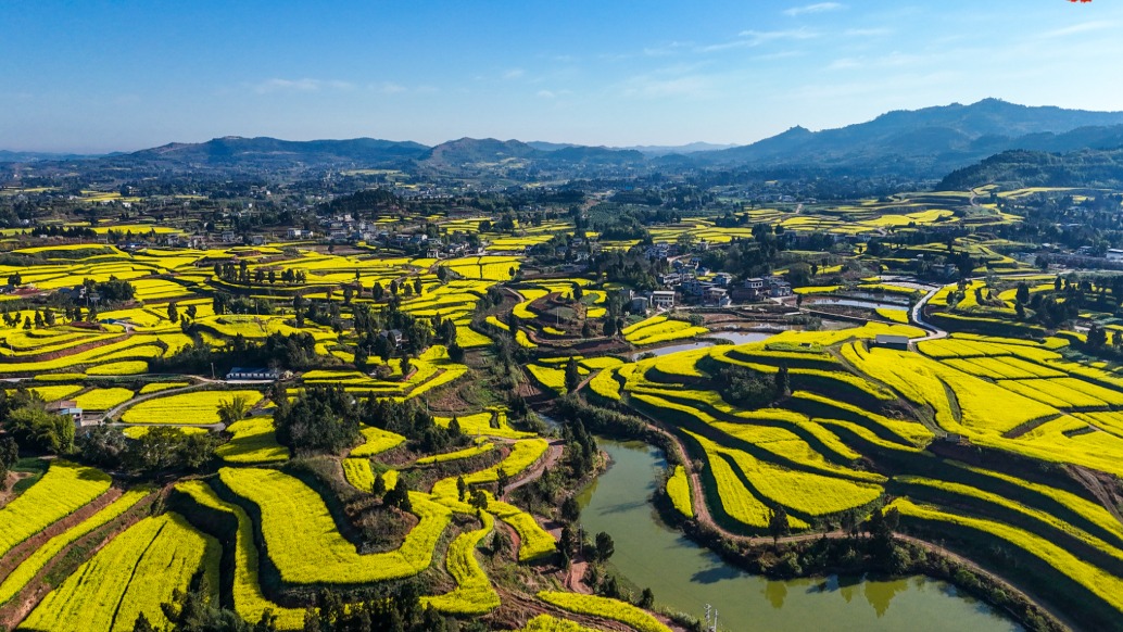 這種景，北京確實沒有！漫山遍野都是金黃的油菜花，你們喜歡嗎？