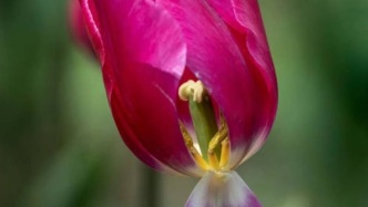 繁花叢中的視覺獨(dú)白：繁花落處見真淳