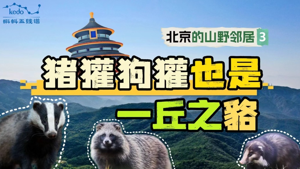 当我的望远镜被猪獾捡到......